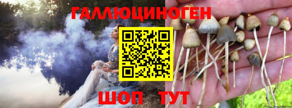 Псилоцибиновые грибы GOLDEN TEACHER Нальчик